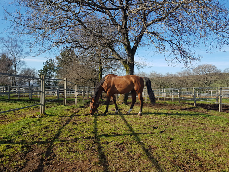 Pupilaje caballos