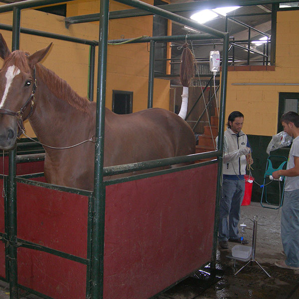 veterinario caballos